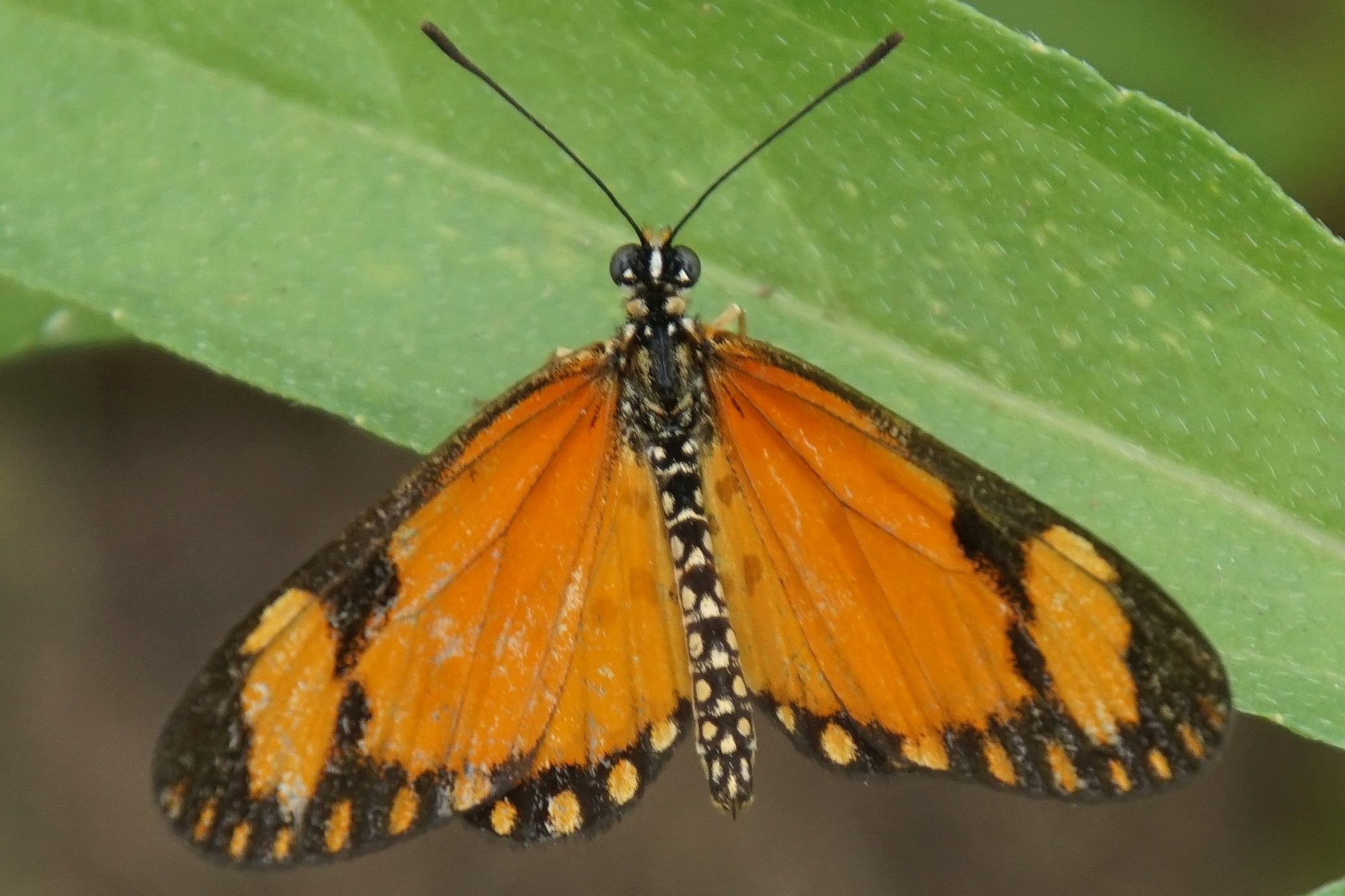 Melanolophia tephrias - Kleine Orangene Acraea